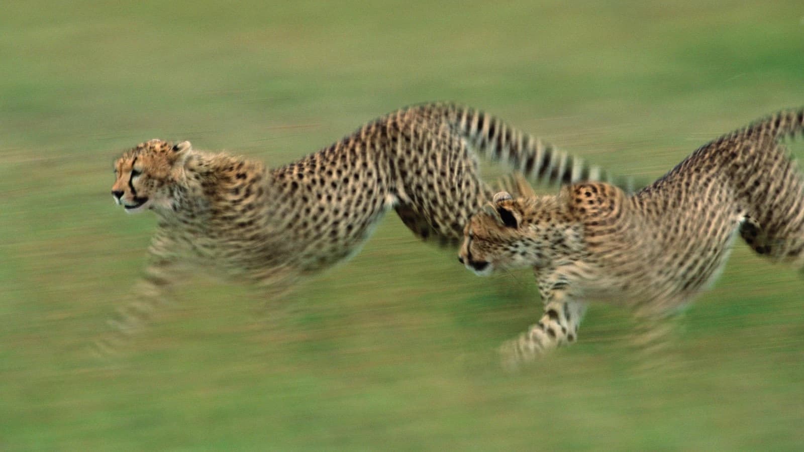 7 Days Classic Northern Circuit Safari