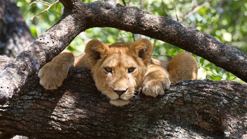 1 Day Lake Manyara Tree Climbing Lions Safari