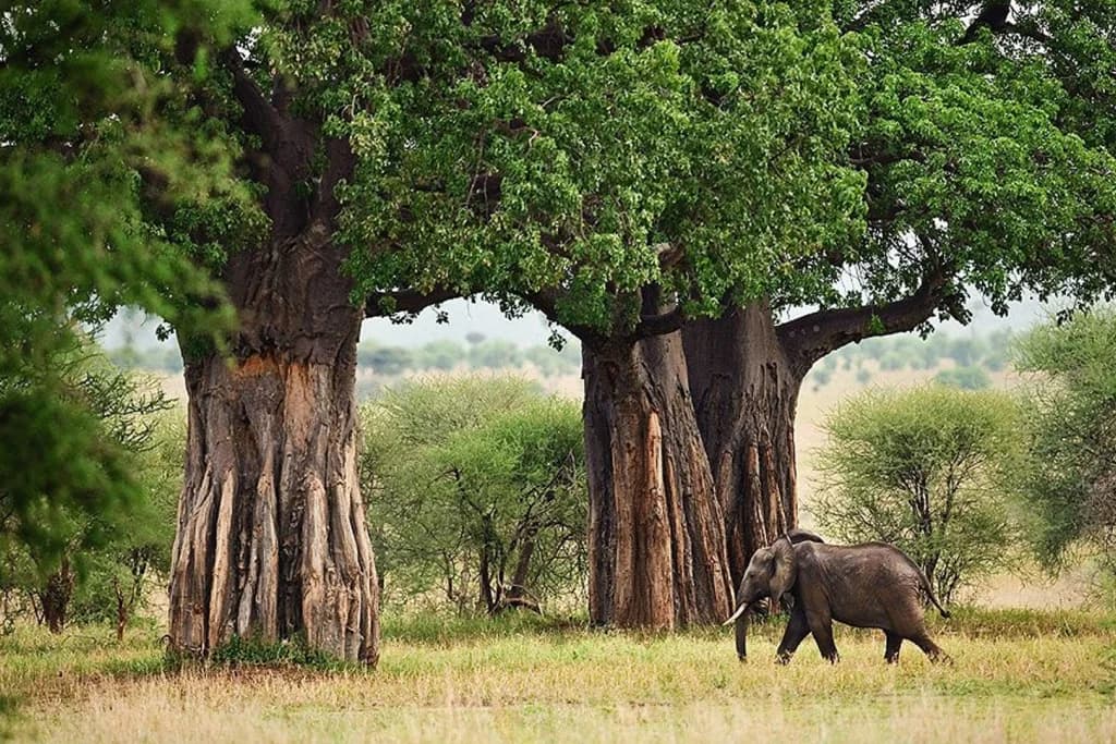 Tarangire National Park