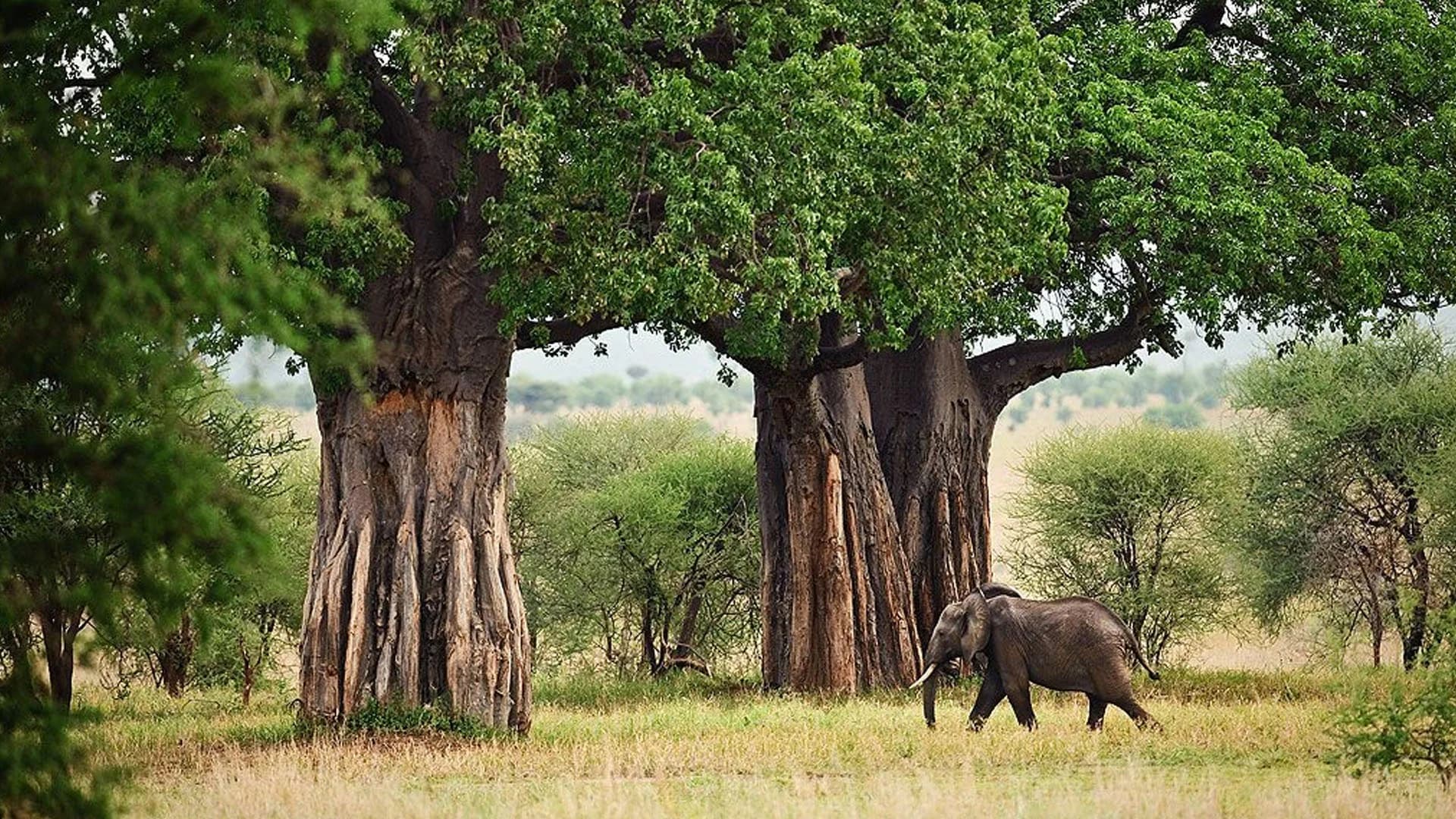 Tarangire National Park