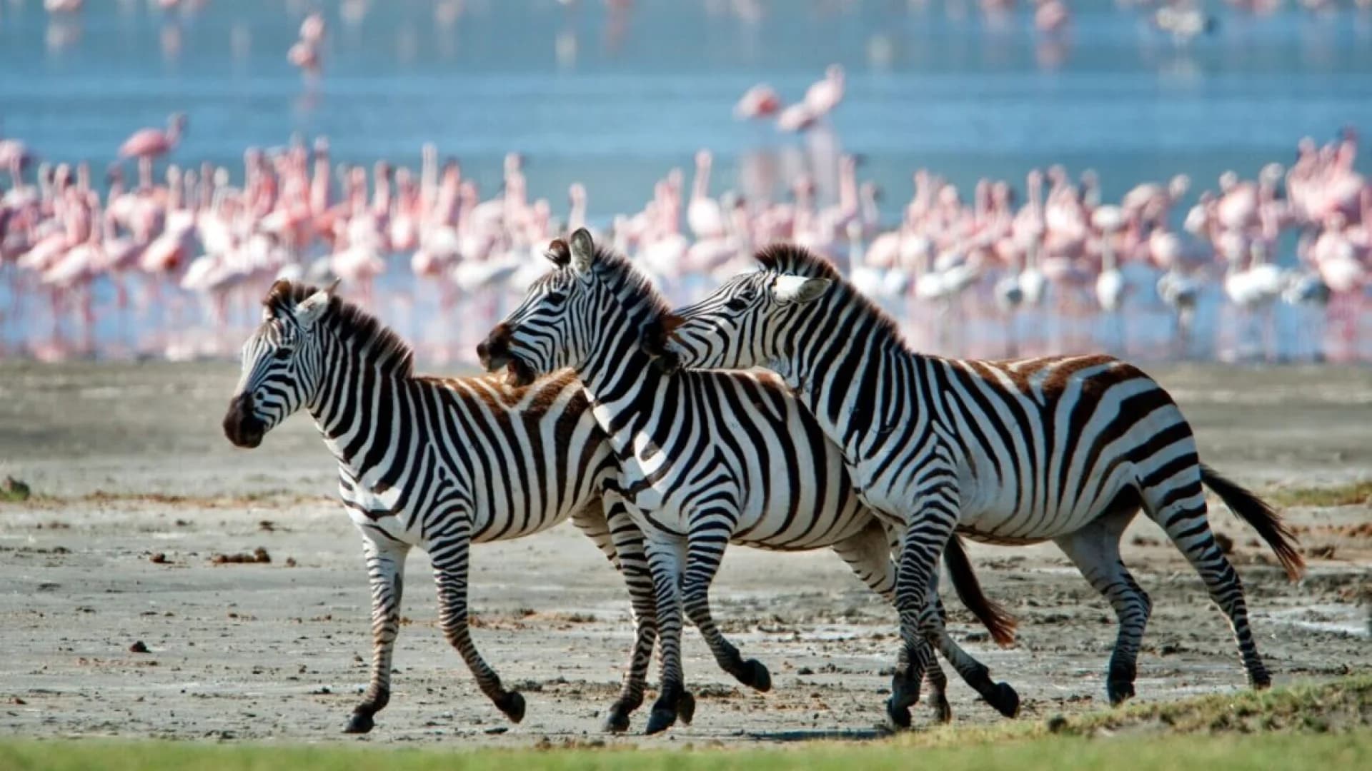Lake Manyara National Park